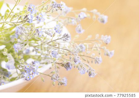 A bunch of Myosotis arvensis placed on a plate 77925585