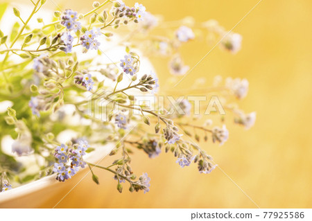 A bunch of Myosotis arvensis placed on a plate 77925586