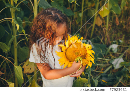 a little girl holds a large blooming sunflower. Yellow sunflower petals. A natural background associated with summer. preparing for the harvest a little girl holds a large blooming sunflower. Yellow sunflower petals. A natural background associated with summer. preparing for the harvest 77925681