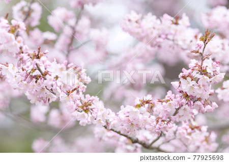 櫻花盛開(附視頻資料同時拍攝) 櫻花盛開(附視頻資料同時拍攝) 77925698