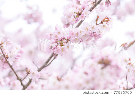 櫻花盛開(附視頻資料同時拍攝) 櫻花盛開(附視頻資料同時拍攝) 77925700