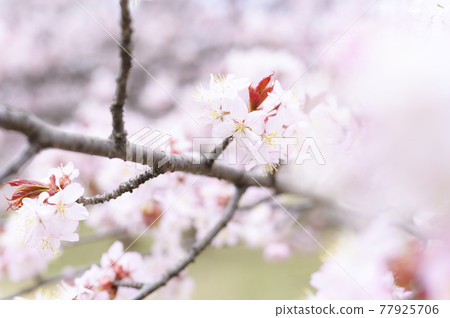 櫻花盛開(附視頻資料同時拍攝) 櫻花盛開(附視頻資料同時拍攝) 77925706