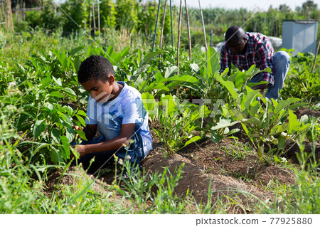 Teen son helps his father work in the garden Teen son helps his father work in the garden 77925880