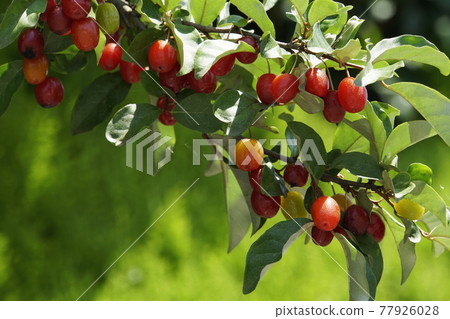 Red gummy berries that grew in the early summer sunshine 77926028
