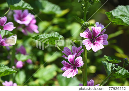 Zeniaoi (Qian Ao) Zeniaoi (Qian Ao) 77926232