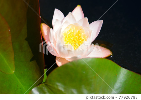 Water lilies 77926785