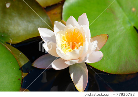 Water lilies Water lilies 77926788