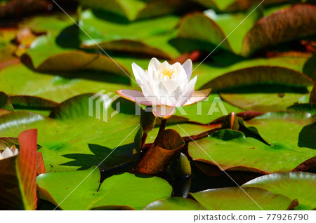 Water lilies 77926790