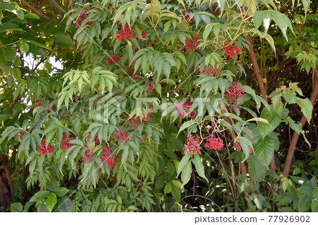 Elder stone 77926902