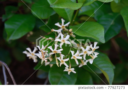 茶Cazra花 77927273