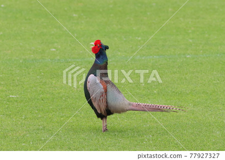 《Banyu Fureai Park, Hiratsuka City》 A pheasant that appeared on the grass of a soccer field 《Banyu Fureai Park, Hiratsuka City》 A pheasant that appeared on the grass of a soccer field 77927327
