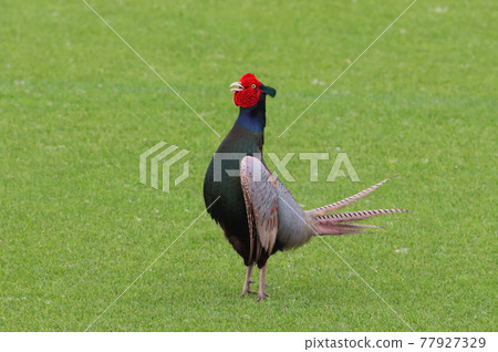 《平塚市番禺友誼公園》 出現在足球場草地上的野雞 《平塚市番禺友誼公園》 出現在足球場草地上的野雞 77927329
