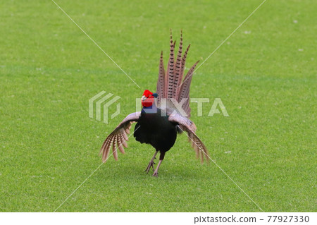 《Banyu Fureai Park, Hiratsuka City》 A pheasant that appeared on the grass of a soccer field 《Banyu Fureai Park, Hiratsuka City》 A pheasant that appeared on the grass of a soccer field 77927330