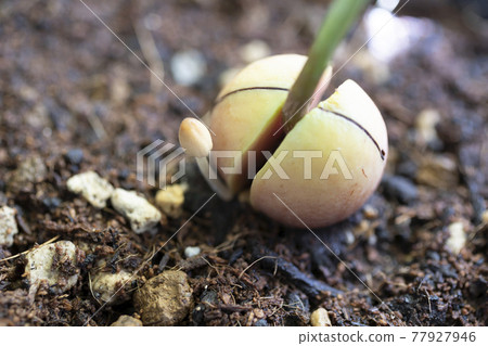 Kikokasadake that appeared in the planter Kikokasadake that appeared in the planter 77927946