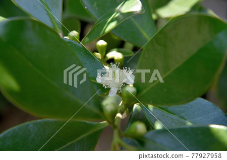 番石榴花 77927958