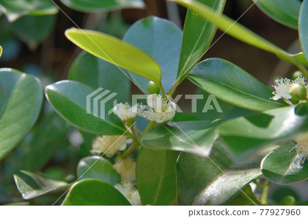 番石榴花 77927960