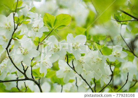 Shiro Yashio Shiro Yashio 77928108