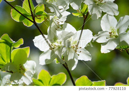 White rhododendron, Japanese azalea White rhododendron, Japanese azalea 77928110