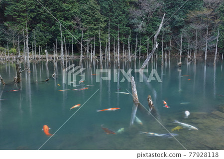 水下森林的神秘景觀 水下森林的神秘景觀 77928118