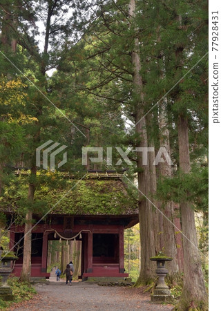 Togakushi Shrine Okusha Zuijinmon is surrounded by yellow leaves, cloudy autumn weather, and large cedar trees. 77928431