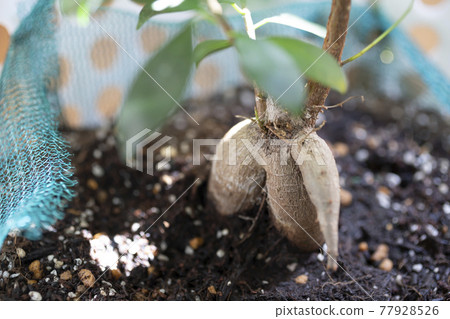 Banyan tree in the sun 77928526