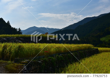 阿甦的潛水橋橫跨清澈的仁淀川 阿甦的潛水橋橫跨清澈的仁淀川 77928753