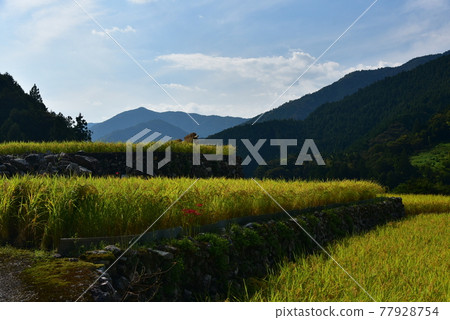 阿甦的潛水橋橫跨清澈的仁淀川 阿甦的潛水橋橫跨清澈的仁淀川 77928754