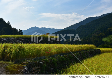 阿甦的潛水橋橫跨清澈的仁淀川 77928755