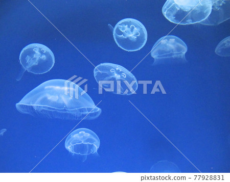 Moon jellyfish swimming leisurely 77928831