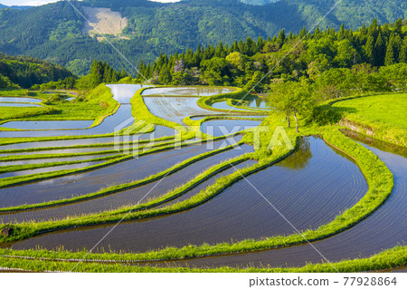 Rice terraces in Bepgu, Hyogo Prefecture 77928864