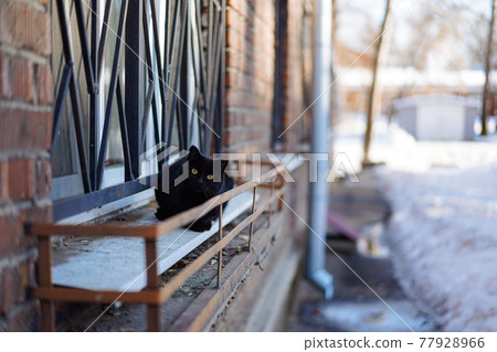 Stray black cat lies on the windowsill 77928966