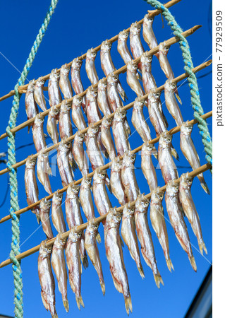 Shishamo dried in Hokkaido_Mukawa Town Shishamo dried in Hokkaido_Mukawa Town 77929509