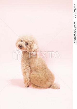 A toy poodle that turns around with a pink background and smiles A toy poodle that turns around with a pink background and smiles 77929754
