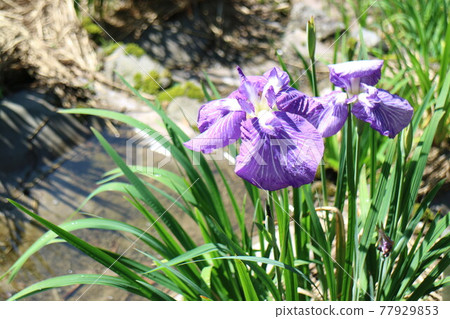 紫色的鳶尾花在水邊綻放 紫色的鳶尾花在水邊綻放 77929853