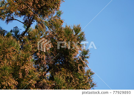 Wait for the swelling cedar fruit to pop Wait for the swelling cedar fruit to pop 77929893