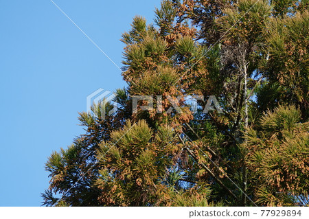 Wait for the swelling cedar fruit to pop Wait for the swelling cedar fruit to pop 77929894