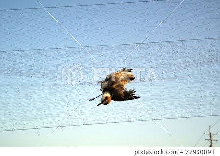 Bird catching 77930091