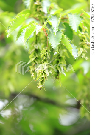 紅四手或紅紙滴（carpinus laxiflora）的幼葉和耳朵 77930250