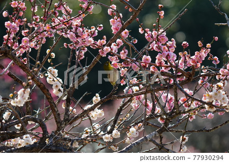 White-eye gathers on plum blossoms in full bloom against the blue sky White-eye gathers on plum blossoms in full bloom against the blue sky 77930294