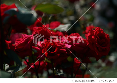 盛開的紅玫瑰紅衣主教 盛開的紅玫瑰紅衣主教 77930592