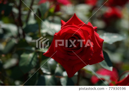 盛開的紅玫瑰紅衣主教 盛開的紅玫瑰紅衣主教 77930596