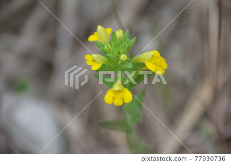 Hiki mugwort 77930736