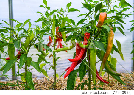 Chili peppers in the greenhouse. Homegrown organic food, chili peppers ripening in garden. 77930934