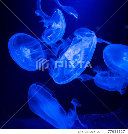 藍色的海月在黑暗中閃耀 藍色的海月在黑暗中閃耀 77931127