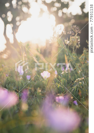 落日餘暉照耀的地方 落日餘暉照耀的地方 77931138