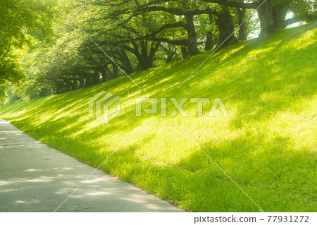 在京都府八幡市瀨割亭拍攝新綠的櫻花 77931272