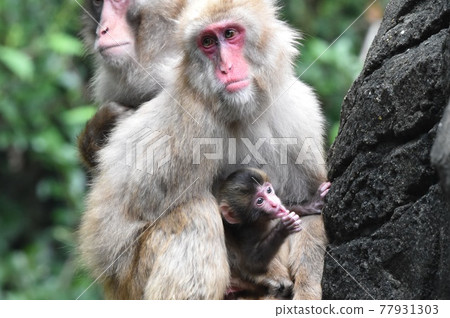 2009年5月7日出生的日本獼猴寶寶和媽媽 77931303