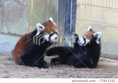 Twin lesser panda mess 77931332