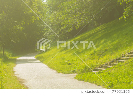 在京都府八幡市瀨割亭拍攝新綠的櫻花 77931365