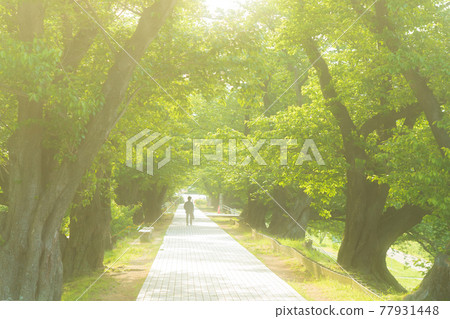 Photographing the fresh green of cherry blossoms on the Sewaritei, Yawata City, Kyoto Prefecture Photographing the fresh green of cherry blossoms on the Sewaritei, Yawata City, Kyoto Prefecture 77931448